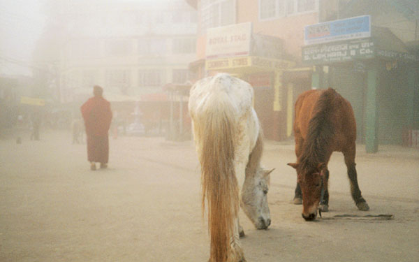 Koně v ulici Darjeelingu - Indie