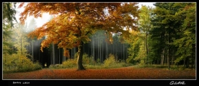 Stromy - Barvy lesa