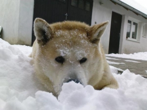 sarka rozsy - Prostě má rád sníh...