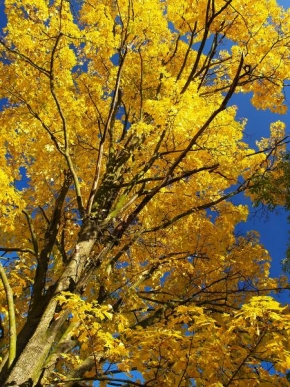 Stromy - Podzimní strom
