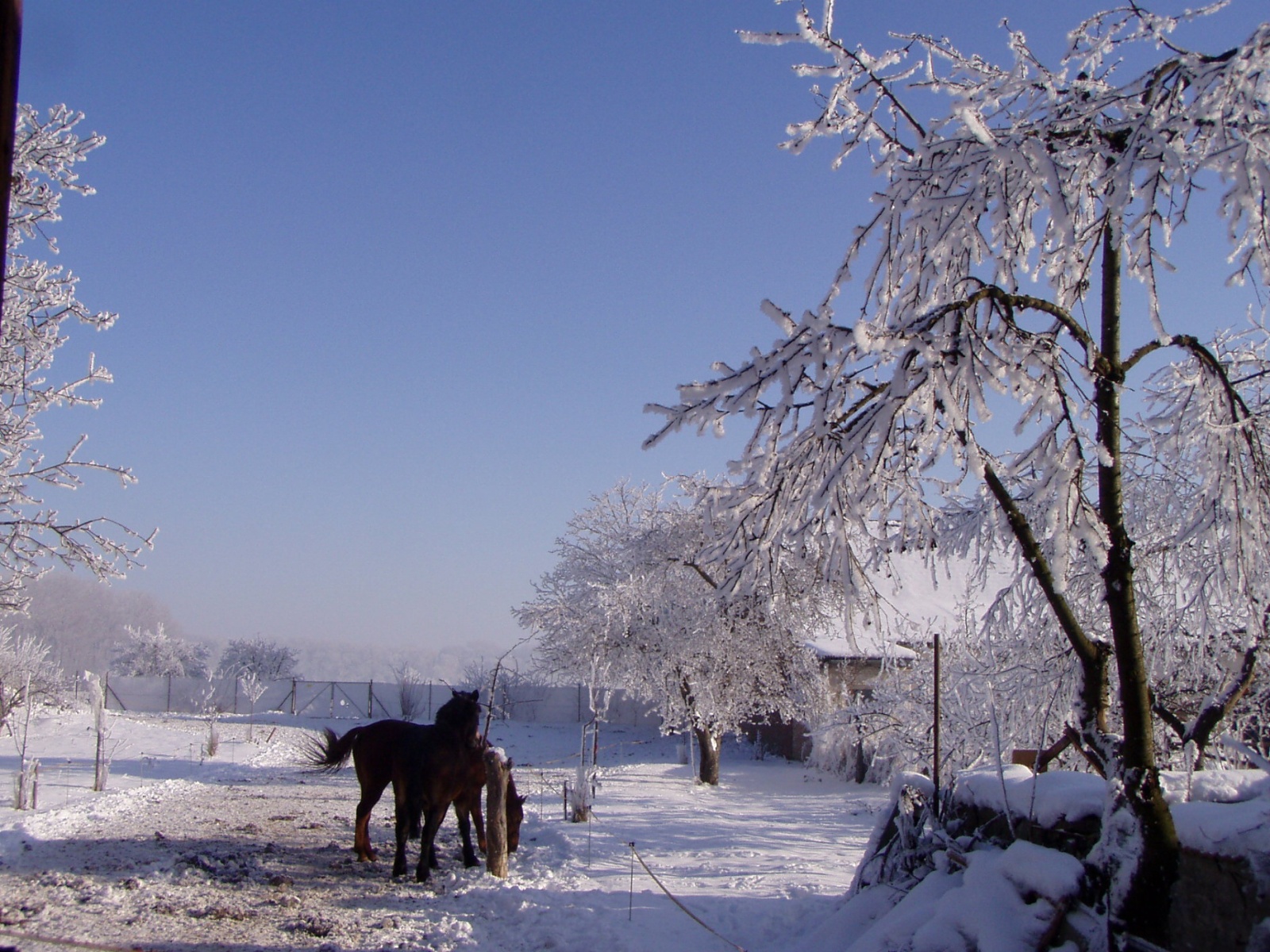 Zimní krajina s koňmi