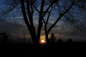 Po setmění - Stromy