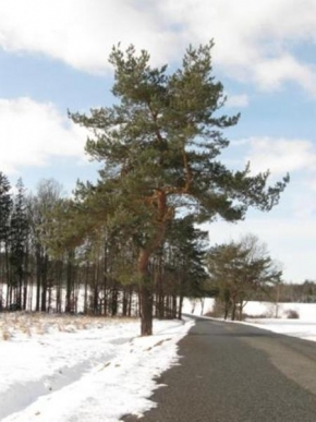 Ondřej Sedlák - Strom u silnice