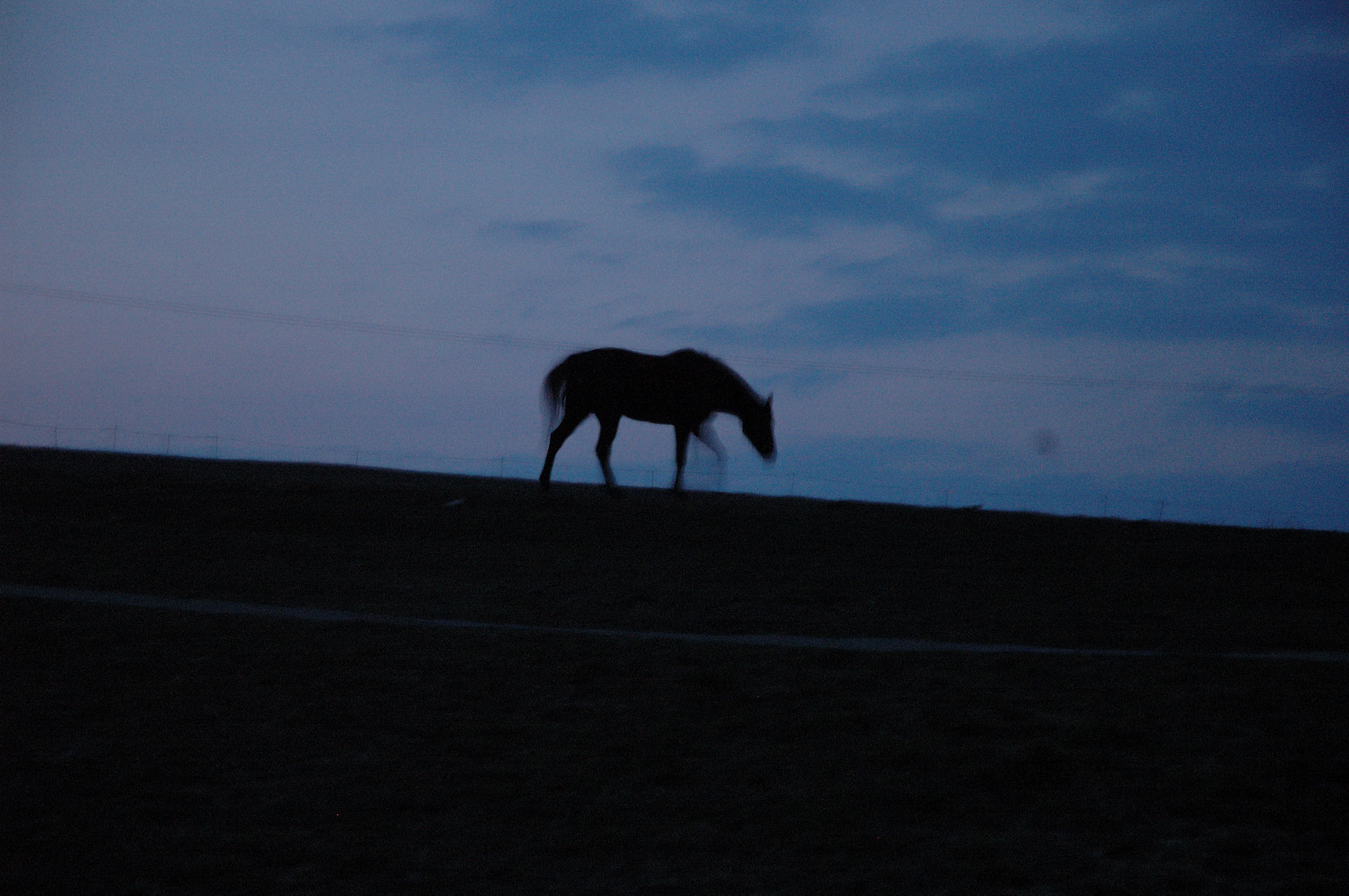 Kůň po setmění