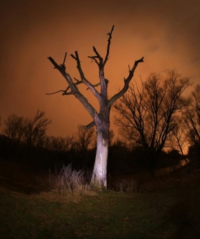 Stromy - Strážce temnot