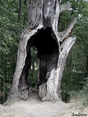 Stromy - Starý strom
