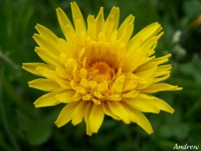 Půvaby květin - Pampeliška