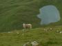 Eva Záhrobská -Jedna z milionu skotských ovcí