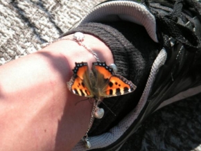 Fotograf roku v přírodě 2009 - Motýl 1.