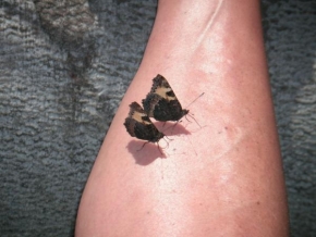 Fotograf roku v přírodě 2009 - Motýli 3.