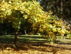 Stromy - Podzimní pohádka