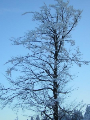 Lucie Suková - Zasněžený strom