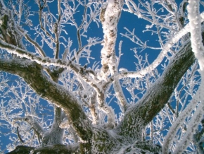 Stromy - Jsem zmrzlý, ale stále žiju