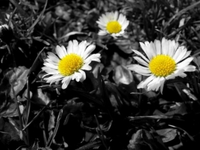 Půvaby květin - V jednoduchosti je krása