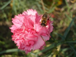 Půvaby květin - Včelka na krásné květině