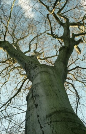 Stromy - Statný buk