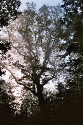 Stromy - Dub v mlze