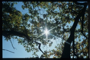Stromy - Slunce v koruně