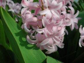 Makrofotografie - Kouzelný hyacint