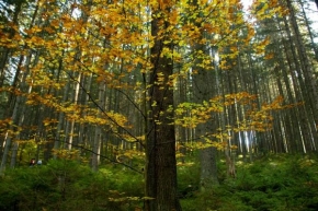 Stromy - V lese