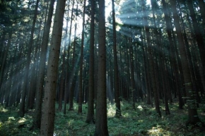 Stromy - V šumavskom lese