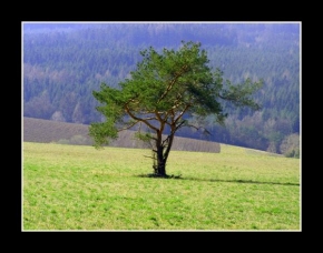 Stromy - Osamělost