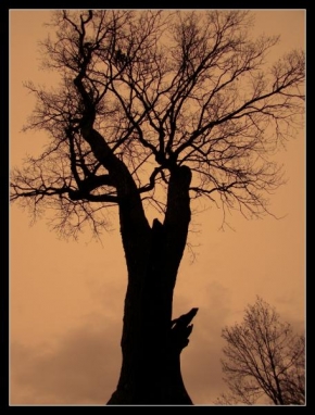 Stromy - Památný strom