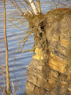 Stromy - Hluboké kořeny lomu