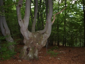 Stromy - Starý buk