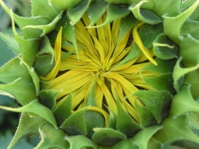 Půvaby květin - Fotograf roku - kreativita - Tak jako slunečnice ...