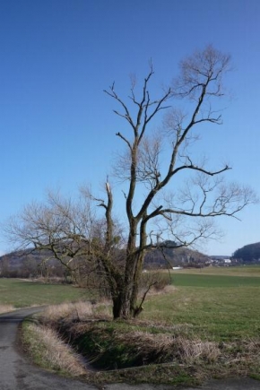Stromy - Strom "Veterán"