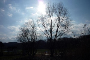 Stromy - Se sluncem v zádech