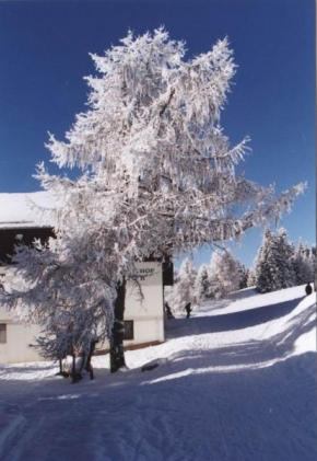 Stromy - Zima