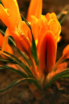 Půvaby květin - Jarní záhonek