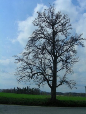 Jana Pošíková - Odpočinkový strom