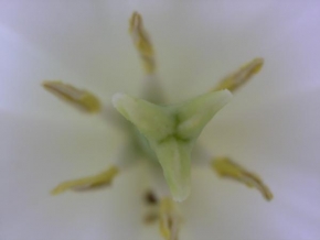 Makrofotografie - Bílý tulipán