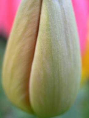 Půvaby květin - Půvabný tulipán