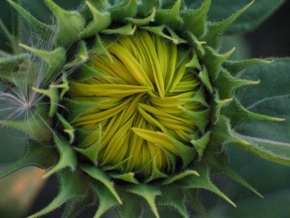 Půvaby květin - Slečna slunečnice