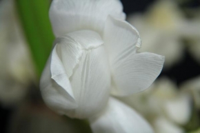 Půvaby květin - Nevinný tulipán