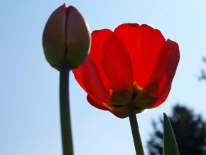 Půvaby květin - Tulipán trochu jinak