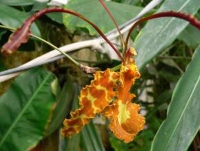 Půvaby květin - Z cyklu Orchideje s tvari, Motylek
