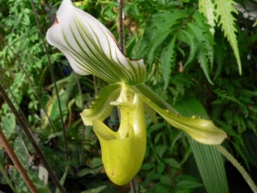 Veronika Sebestova - Z cyklu Orchideje s tvari 2