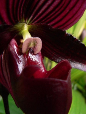 Veronika Sebestova - Z cyklu Orchideje s tvari 3