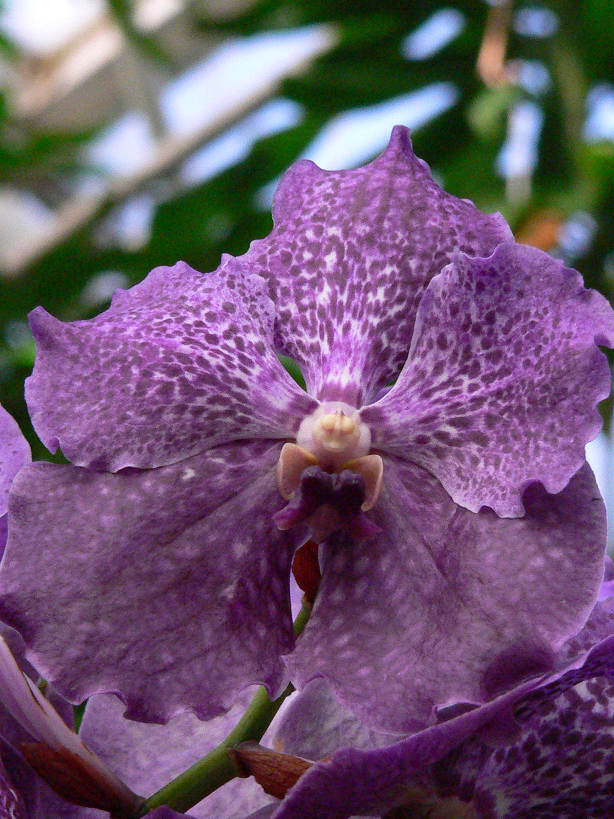 Z cyklu Orchideje s tvari 4