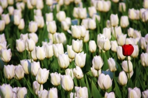 Půvaby květin - Tulipány
