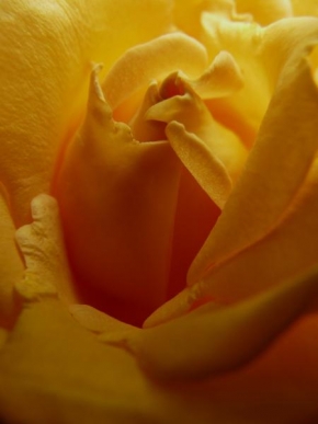 Půvaby květin - Žlutý vír