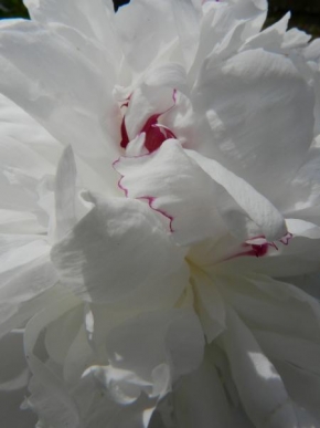 Půvaby květin - Poskvrněna bílá