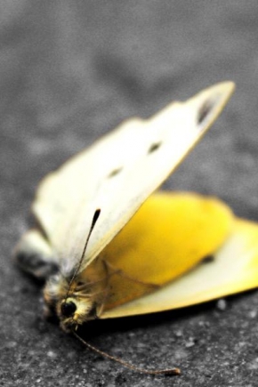 Makrofotografie - První letošní motýl