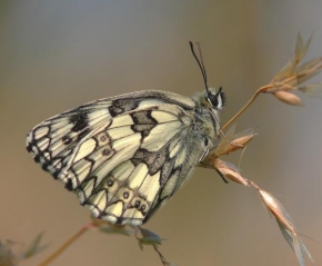 Mária Janoušková - Motýl