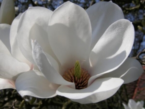 Půvaby květin - Magnolie